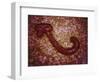 Microscopic View of Ebola Virus-null-Framed Art Print