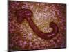 Microscopic View of Ebola Virus-null-Mounted Art Print