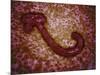 Microscopic View of Ebola Virus-null-Mounted Art Print