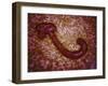 Microscopic View of Ebola Virus-null-Framed Art Print