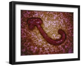 Microscopic View of Ebola Virus-null-Framed Art Print