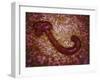 Microscopic View of Ebola Virus-null-Framed Art Print