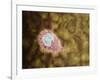 Microscopic View of Giardiasis-null-Framed Art Print