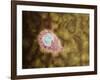 Microscopic View of Giardiasis-null-Framed Art Print