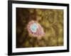 Microscopic View of Giardiasis-null-Framed Art Print