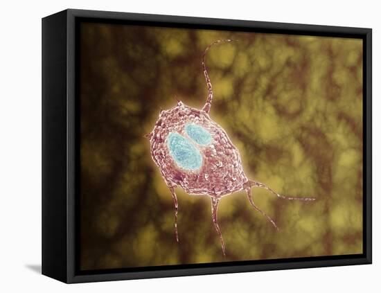 Microscopic View of Giardiasis-null-Framed Stretched Canvas