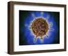 Microscopic View of Henipavirus-null-Framed Art Print