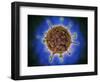 Microscopic View of Henipavirus-null-Framed Art Print