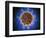 Microscopic View of Henipavirus-null-Framed Art Print