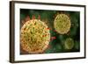 Microscopic View of Herpes Virus-null-Framed Art Print