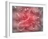 Microscopic View of Hookworm-Stocktrek Images-Framed Photographic Print