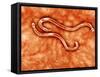 Microscopic View of Hookworm-null-Framed Stretched Canvas