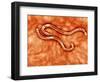 Microscopic View of Hookworm-null-Framed Art Print