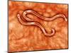 Microscopic View of Hookworm-null-Mounted Art Print
