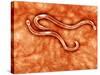 Microscopic View of Hookworm-null-Stretched Canvas