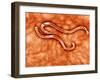 Microscopic View of Hookworm-null-Framed Art Print