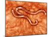 Microscopic View of Hookworm-null-Mounted Art Print