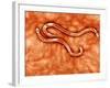 Microscopic View of Hookworm-null-Framed Art Print