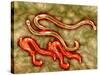 Microscopic View of Hookworm-null-Stretched Canvas
