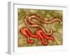 Microscopic View of Hookworm-null-Framed Art Print