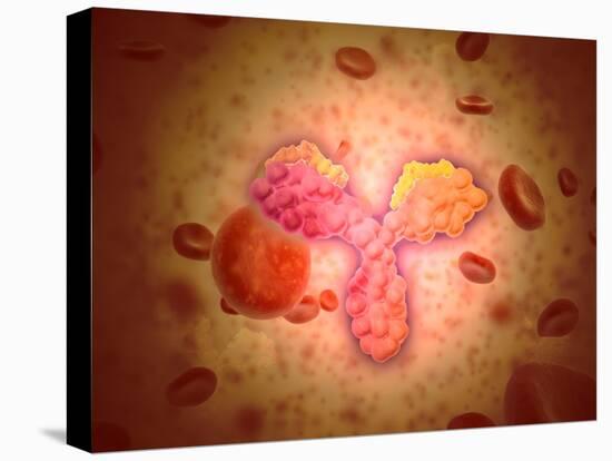Microscopic View of Human Anitbodies with Red Blood Cells-null-Stretched Canvas