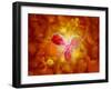 Microscopic View of Human Anitbodies with Red Blood Cells-null-Framed Art Print