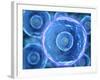 Microscopic View of Human B-Cells-null-Framed Art Print