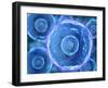 Microscopic View of Human B-Cells-null-Framed Art Print