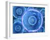 Microscopic View of Human B-Cells-null-Framed Art Print