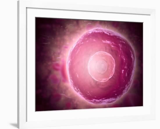 Microscopic View of Human B-Cells-null-Framed Art Print