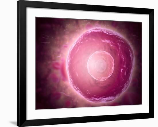 Microscopic View of Human B-Cells-null-Framed Art Print