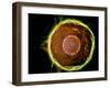 Microscopic View of Human B-Cells-null-Framed Art Print