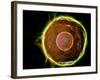 Microscopic View of Human B-Cells-null-Framed Art Print