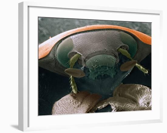 Microscopic View of Ladybug-Jim Zuckerman-Framed Photographic Print