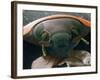 Microscopic View of Ladybug-Jim Zuckerman-Framed Photographic Print