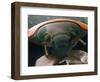 Microscopic View of Ladybug-Jim Zuckerman-Framed Photographic Print