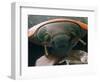 Microscopic View of Ladybug-Jim Zuckerman-Framed Photographic Print