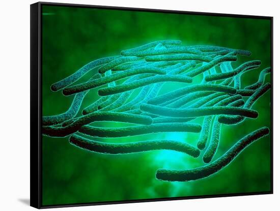 Microscopic View of Legionella Pneumophila-null-Framed Stretched Canvas