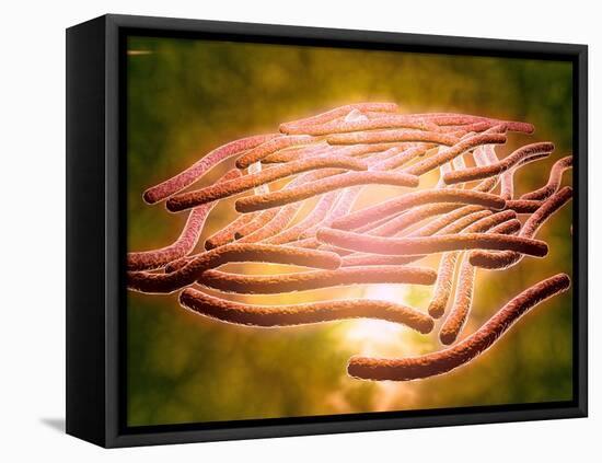 Microscopic View of Legionella Pneumophila-null-Framed Stretched Canvas
