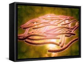 Microscopic View of Legionella Pneumophila-null-Framed Stretched Canvas