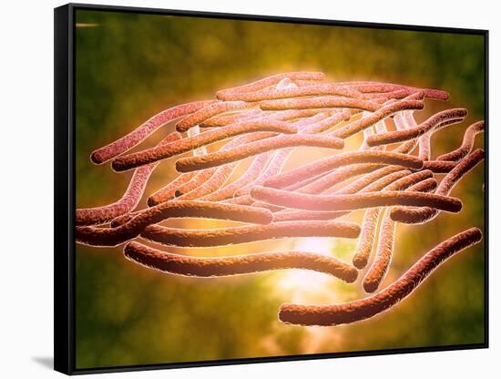 Microscopic View of Legionella Pneumophila-null-Framed Stretched Canvas