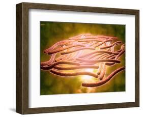 Microscopic View of Legionella Pneumophila-null-Framed Art Print