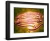 Microscopic View of Legionella Pneumophila-null-Framed Art Print