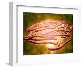 Microscopic View of Legionella Pneumophila-null-Framed Art Print