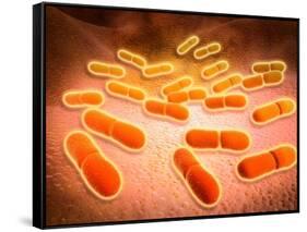 Microscopic View of Listeria Monocytogenes-null-Framed Stretched Canvas