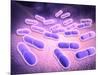 Microscopic View of Listeria Monocytogenes-null-Mounted Art Print