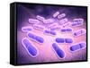 Microscopic View of Listeria Monocytogenes-null-Framed Stretched Canvas