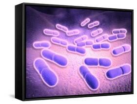 Microscopic View of Listeria Monocytogenes-null-Framed Stretched Canvas