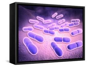 Microscopic View of Listeria Monocytogenes-null-Framed Stretched Canvas