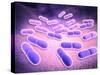 Microscopic View of Listeria Monocytogenes-null-Stretched Canvas